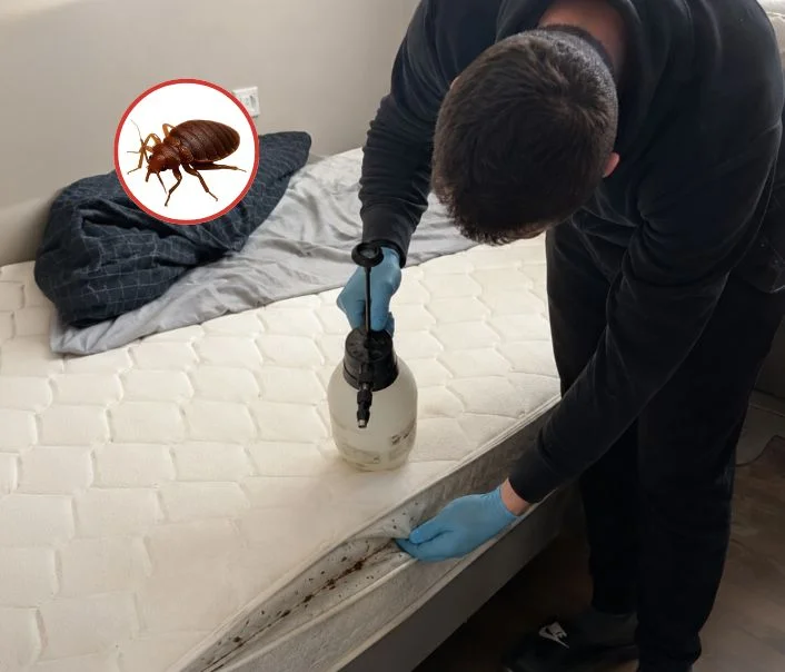 Technicien traitant un matelas contre les punaises de lit à Chaville